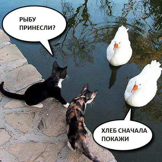 РЫБУ ПРИНЕСЛИ? ХЛЕБ СНАЧАЛА ПОКАЖИ