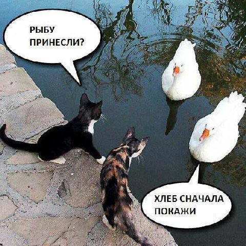 РЫБУ ПРИНЕСЛИ? ХЛЕБ СНАЧАЛА ПОКАЖИ
