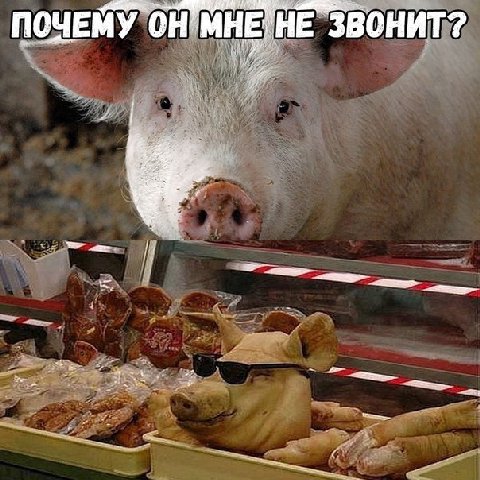 ПОЧЕМУ НЕ ЗВОНИТ?