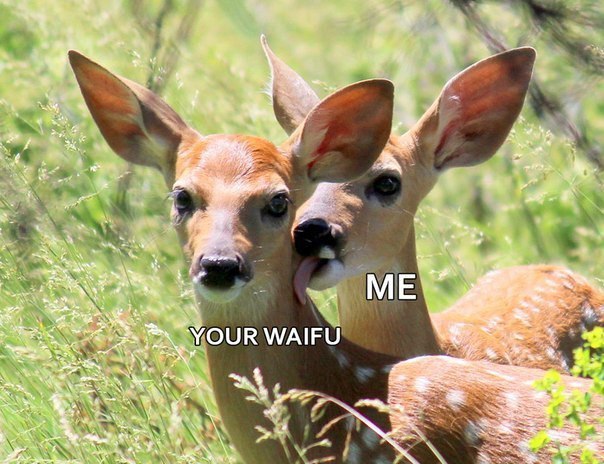 6 5 4 ME YOUR WAIFU