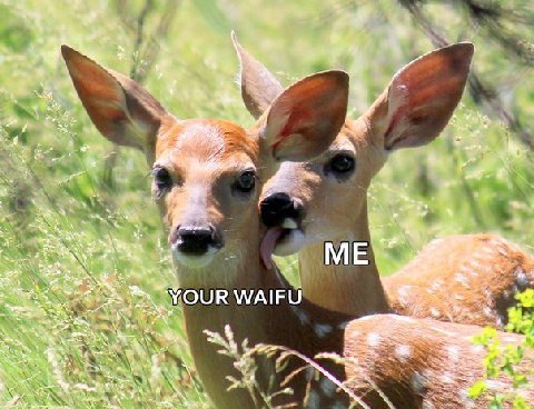 6 5 4 ME YOUR WAIFU