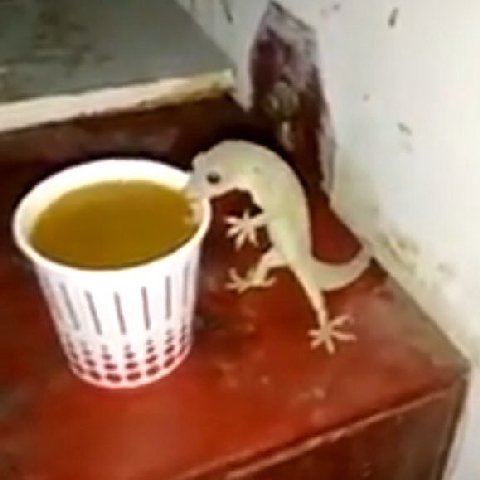 СА