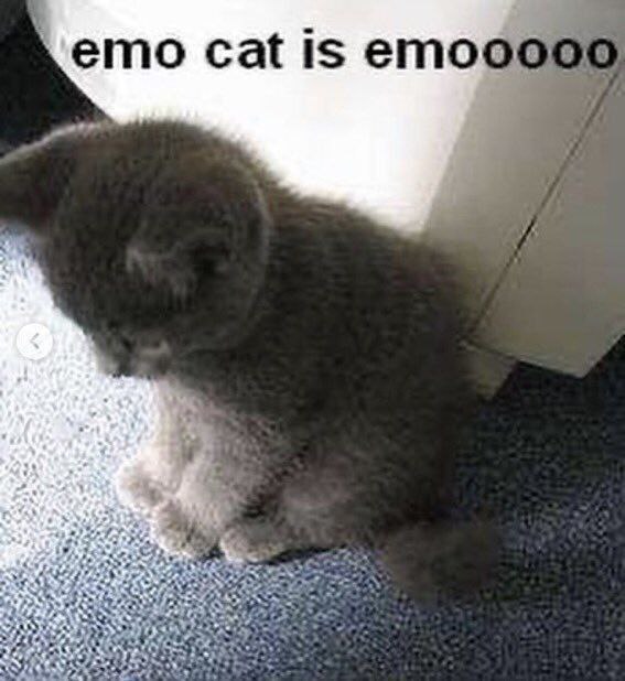 emo cat is етооо