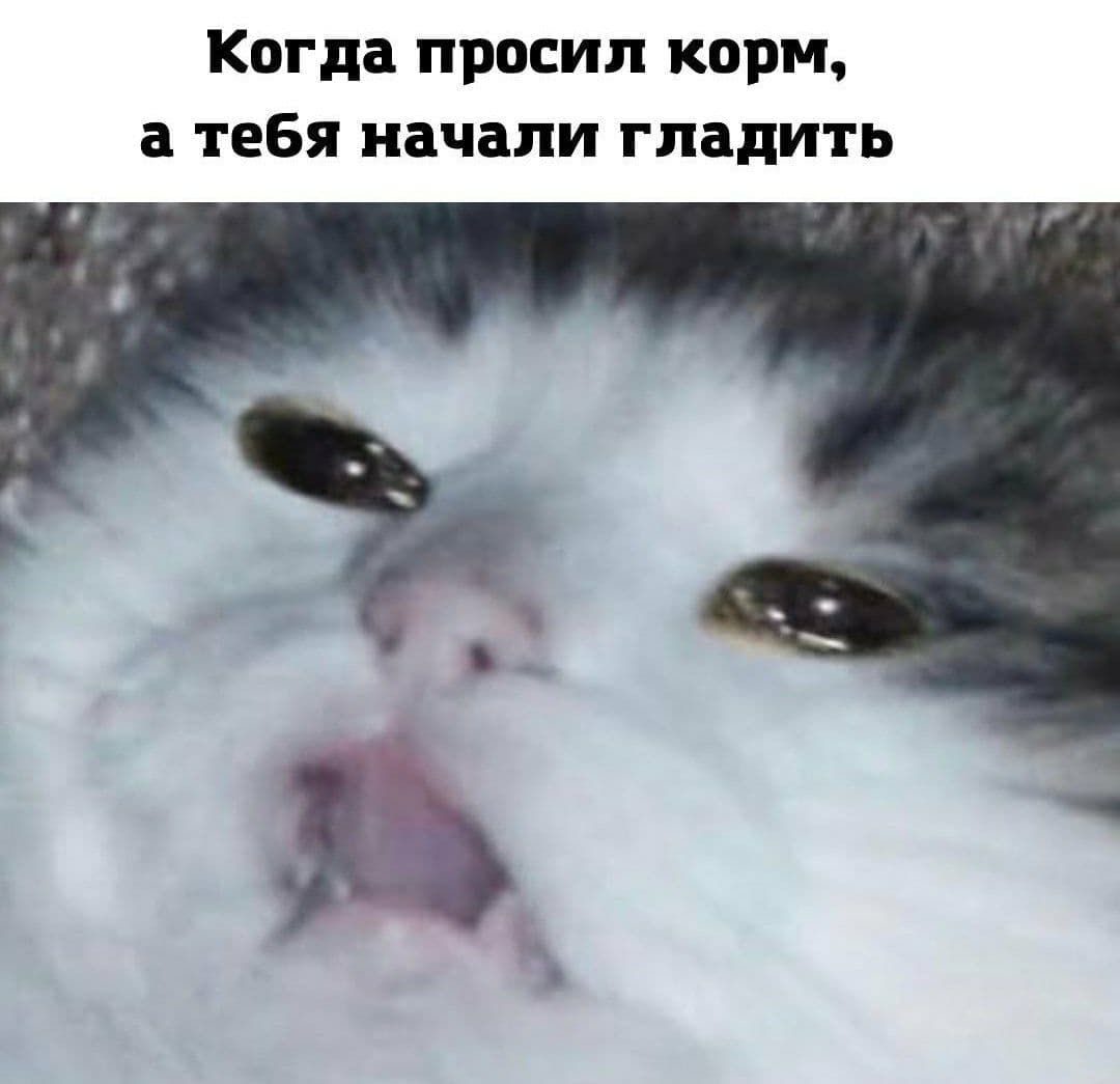 Когда просил корм, а тебя начали гладить