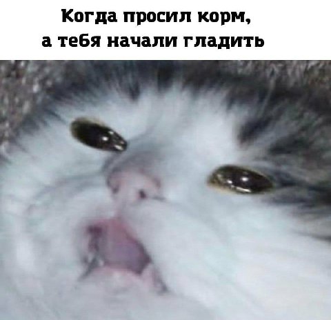 Когда просил корм, а тебя начали гладить