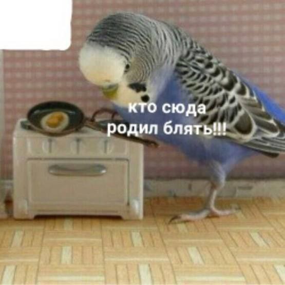 кто сюда родил блять!!