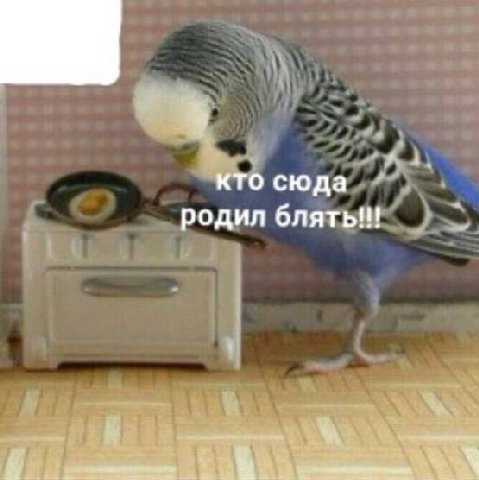 кто сюда родил блять!!