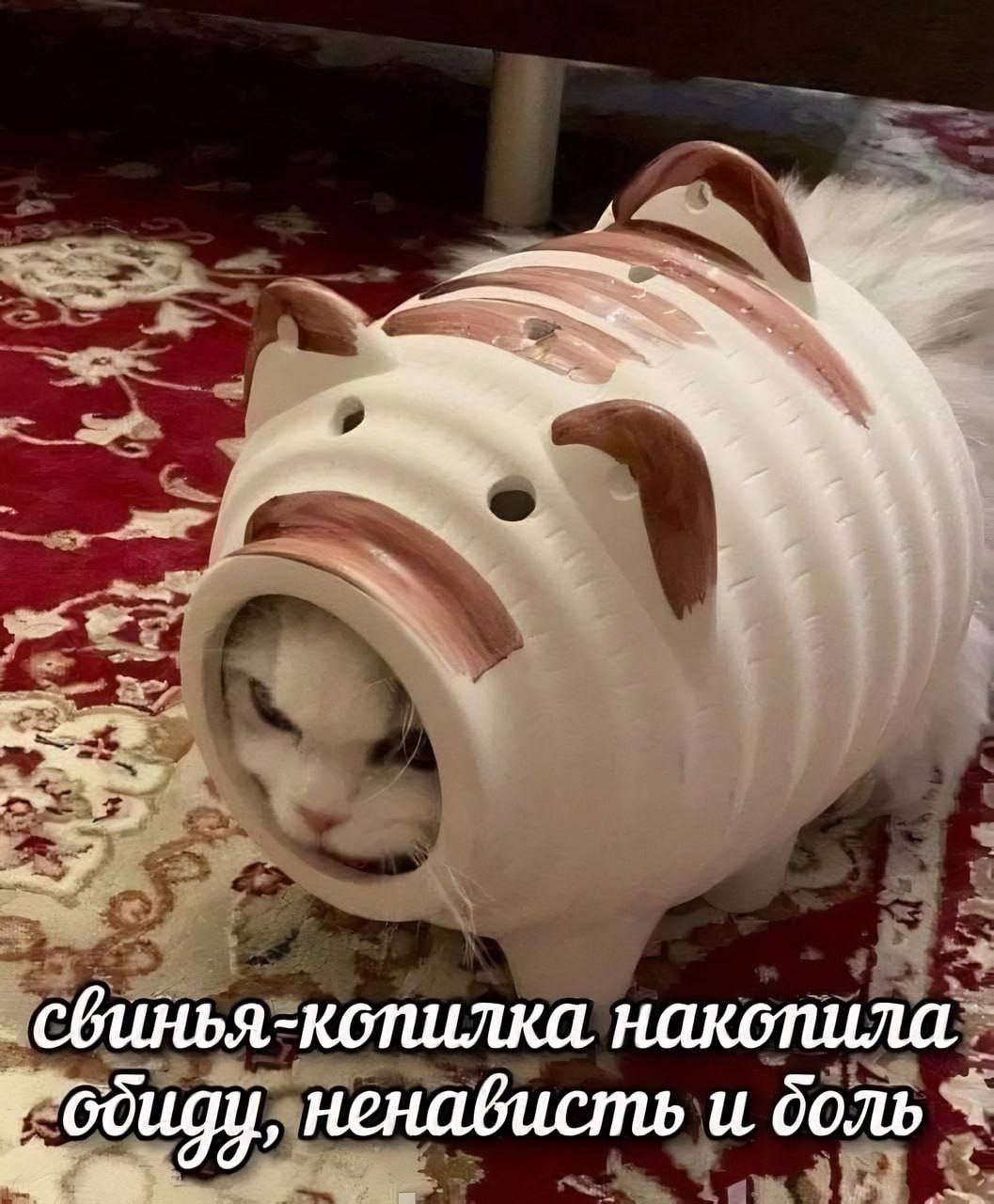сбинья-копилка накопила ненависть и