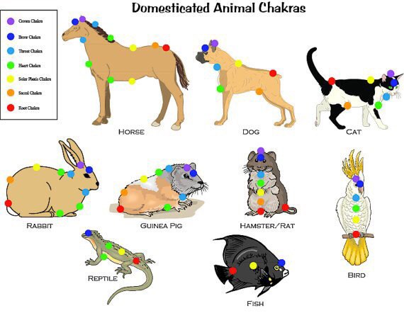 Domesticated Animal HORSE 2 DOG CAT RABBIT GUINEA PIG HAMSTER/RAT REPTILE BIRD FISH