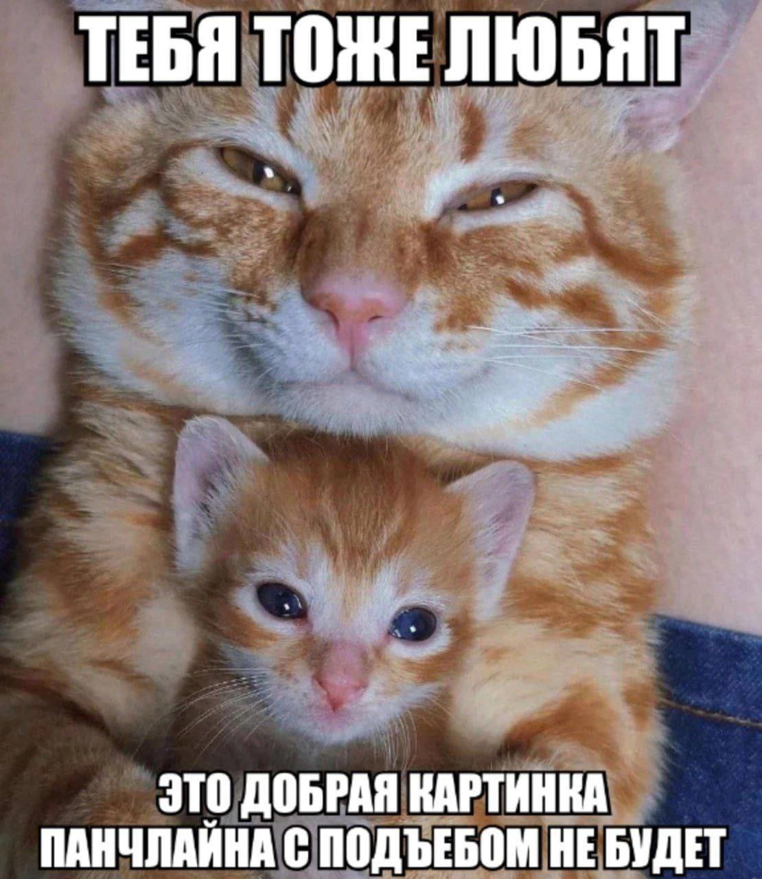 ТЕБЯ ТОЖЕ ЛЮБЯТ ЭТО ДОБРАЯ КАРТИНКА ПАНЧЛАЙНА С ПОДЪЕБОМ НЕ БУДЕТ