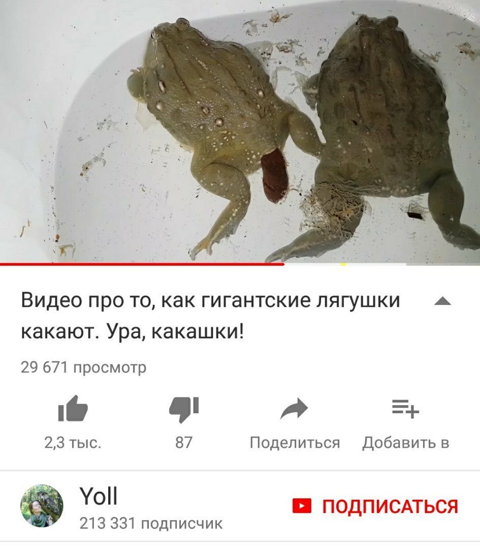 Видео про то, как гигантские лягушки какают. Ура, какашки! 29 671 просмотр a 2,3 тыс. 87 Поделиться Добавить в 48 Yoll ПОДПИСАТЬСЯ 213 331 подписчик