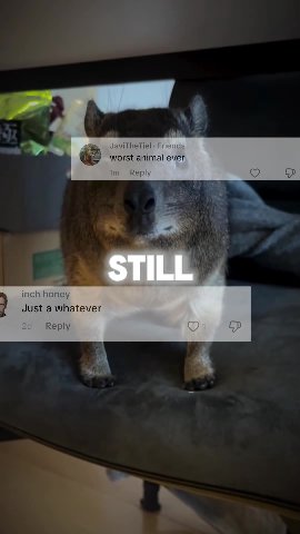 a worst animal ever