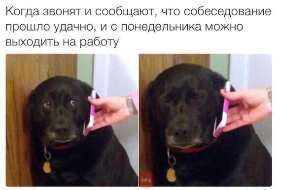 Когда звонят и сообщают, что собеседование прошло удачно, и с понедельника можно выходить на работу