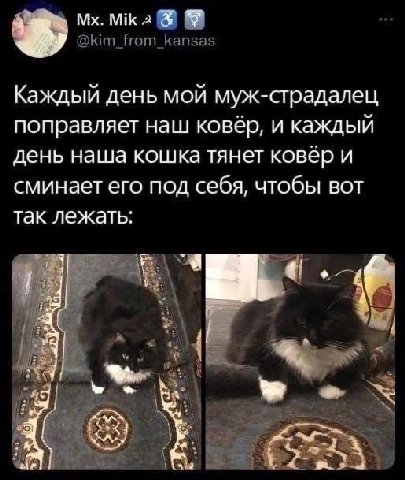 Каждый день мой муж-страдалец поправляет наш ковёр, и каждый день наша кошка тянет ковёр и сминает его под себя, чтобы вот так лежать: