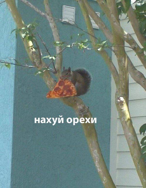 нахуй орехи