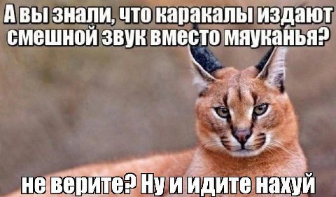Авы знали, что каракалы издают смешной звук вместо мяуканья? 4 у и идите нахуй