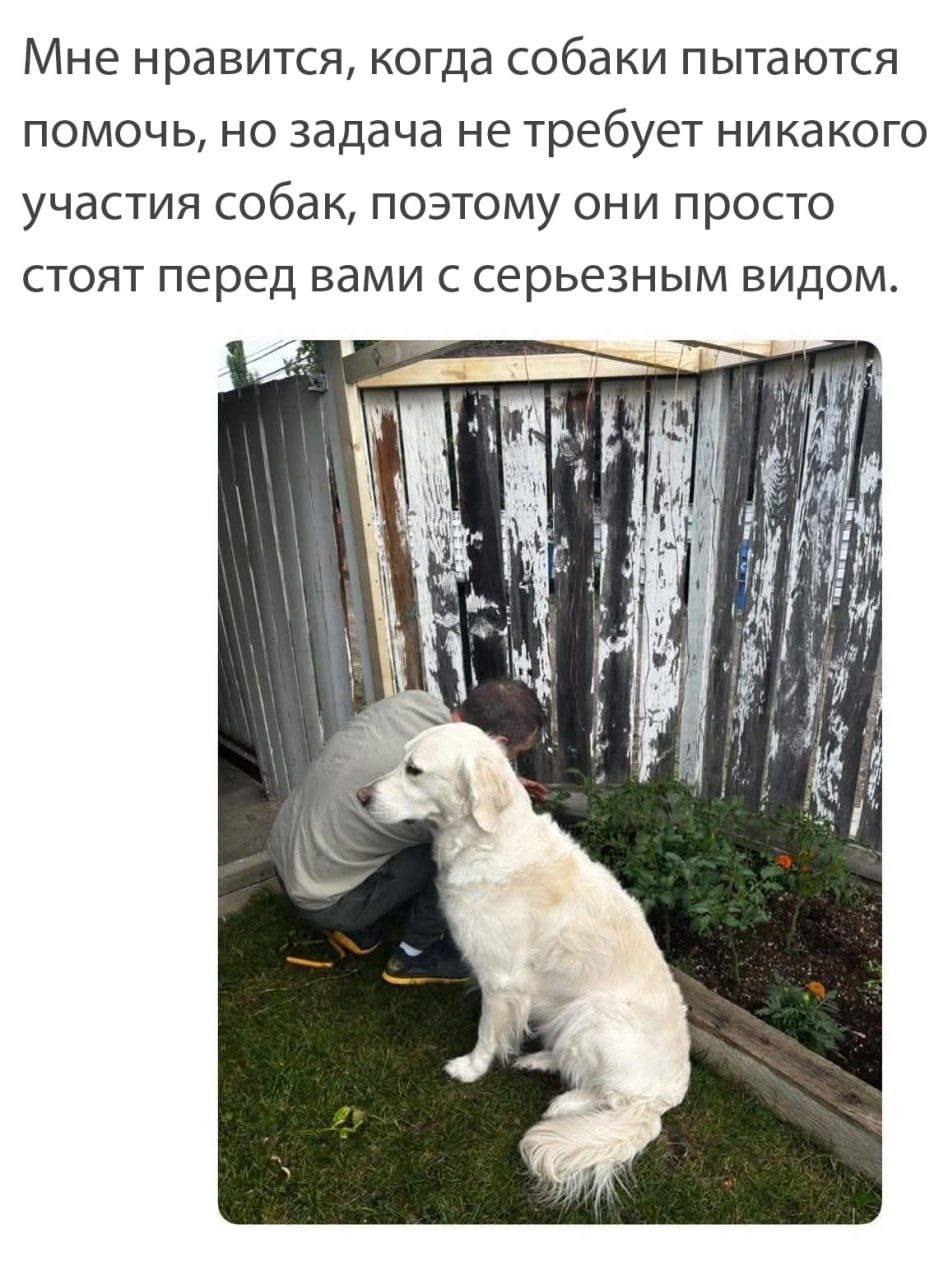 Мне нравится, когда собаки пытаются помочь, но задача не требует никакого участия собак, поэтому они просто стоят перед вами с серьезным видом Lal