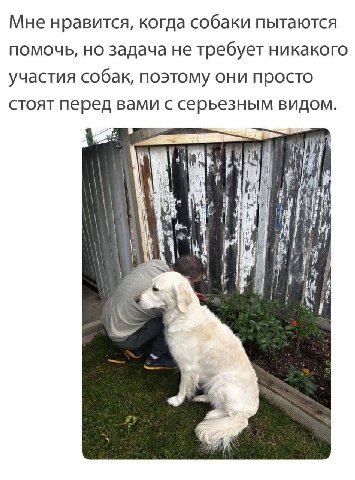 Мне нравится, когда собаки пытаются помочь, но задача не требует никакого участия собак, поэтому они просто стоят перед вами с серьезным видом Lal