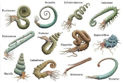 Scalarites Anisoceras Eubostrychoceras =i Pravitoceras Nostceras Hypoturrilites Diplomoceras Nipponites о Mariella Solenoceras Morewites
