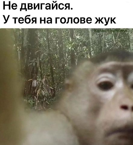 Не двигайся. У тебя на голове жук