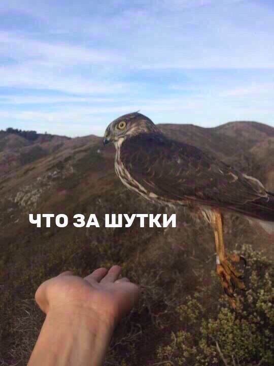 ЧТО ЗА ШУТКИ