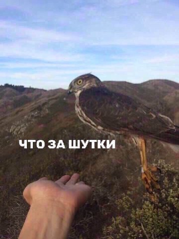 ЧТО ЗА ШУТКИ