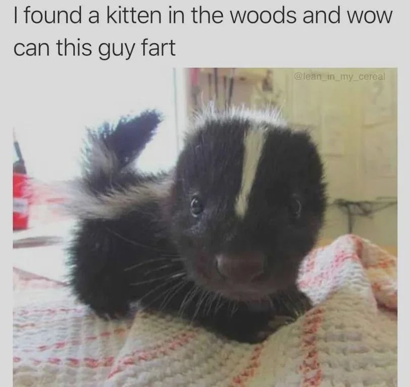 found a kitten in the woods and wow can this guy fart