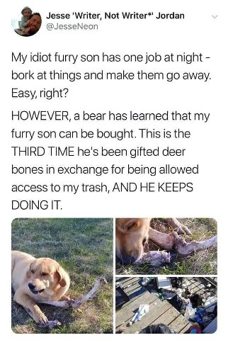 Jesse 'Writer, Not Writer*' Jordan @JesseNeon My idiot furry son has one job at night bork at things and make them away. Easy, right? HOWEVER, a bear has learned that my furry son can be bought. This 
