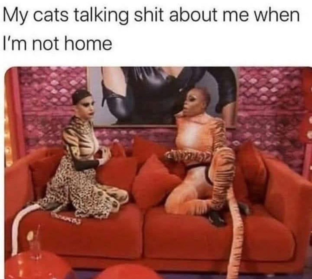 cats talking shit about me when not home