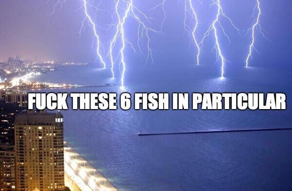 THESE 6 FISH IN PARTICULAR