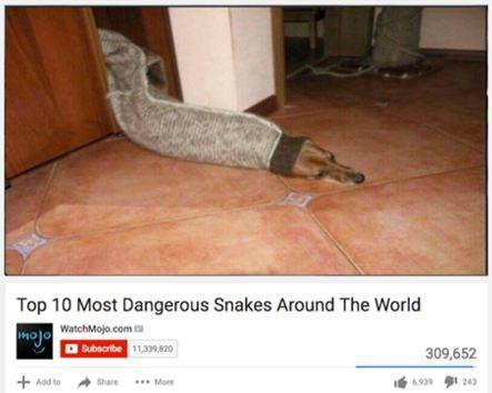 Top 10 Most Dangerous Snakes Around The World WatchMojo.com 309,652 1@