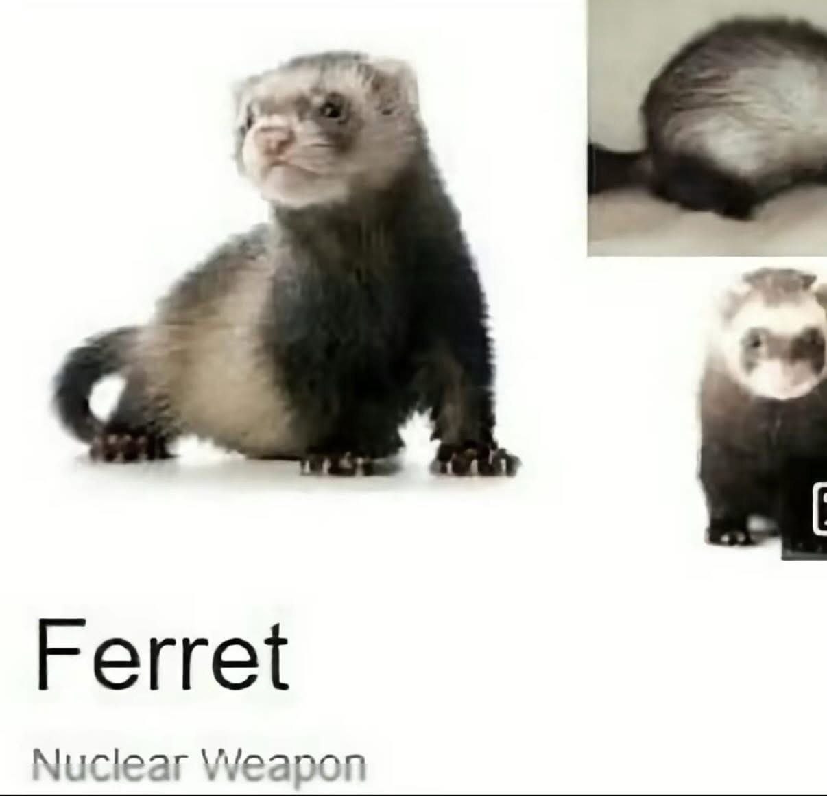 Ferret Nuclear М!еароп