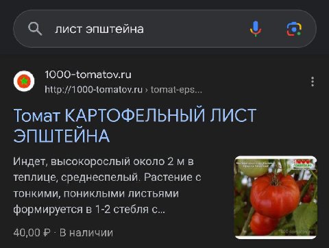 Почему все в интернете сейчас обсуждают какой то помидор блять