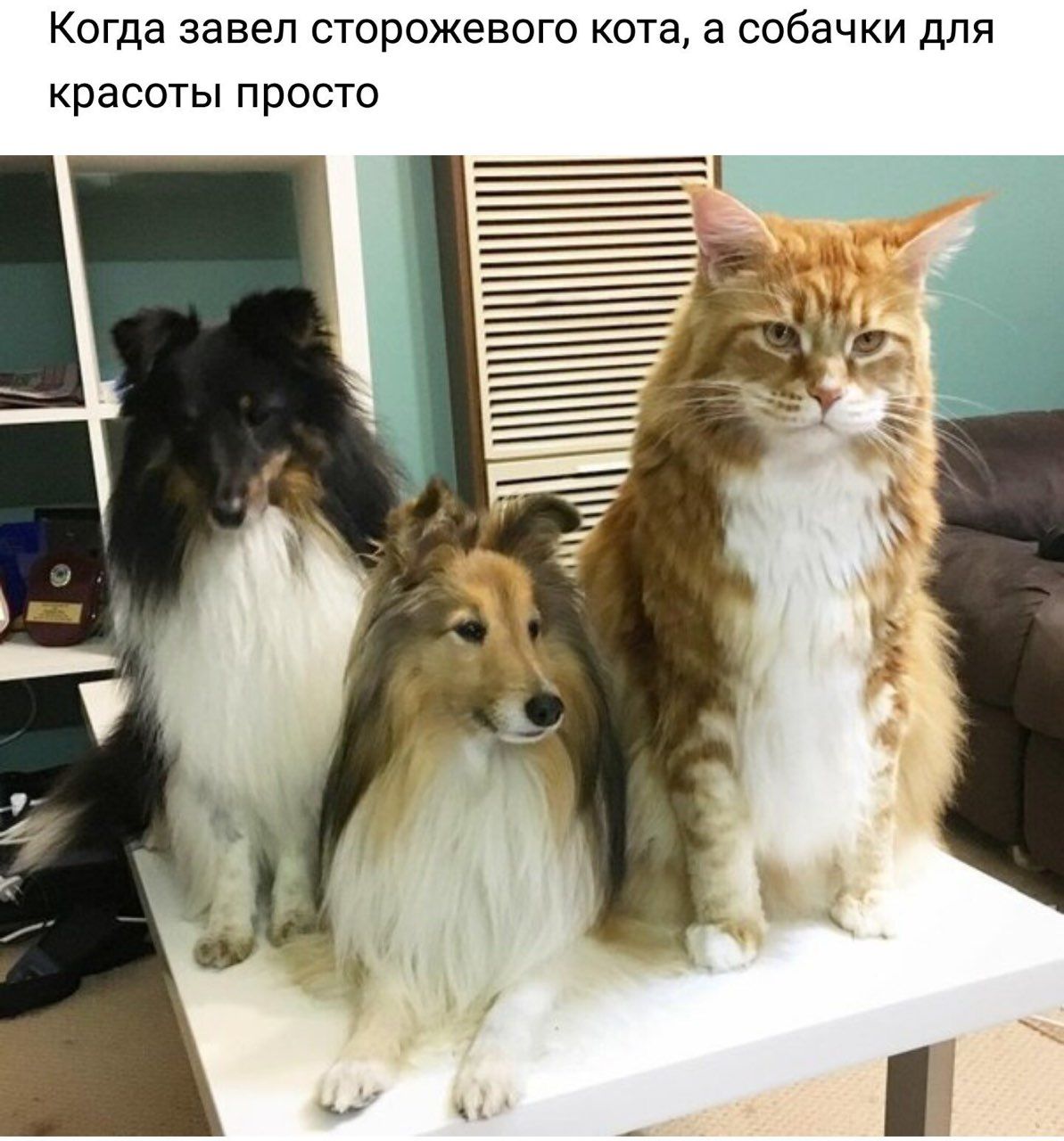 Когда завел сторожевого кота, а собачки для красоты просто А