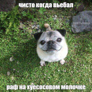 чисто когда pai на хуесосовом молочке