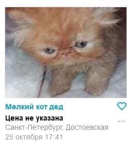Мелкий кот дед Цена не указана Санкт-Петербург Достоевская 25 октября 17:41
