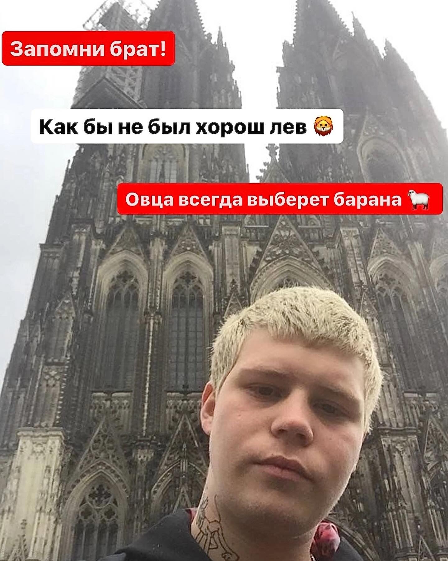 Запомни брат! Как бы не был хорош лев Овца всегда выберет барана
