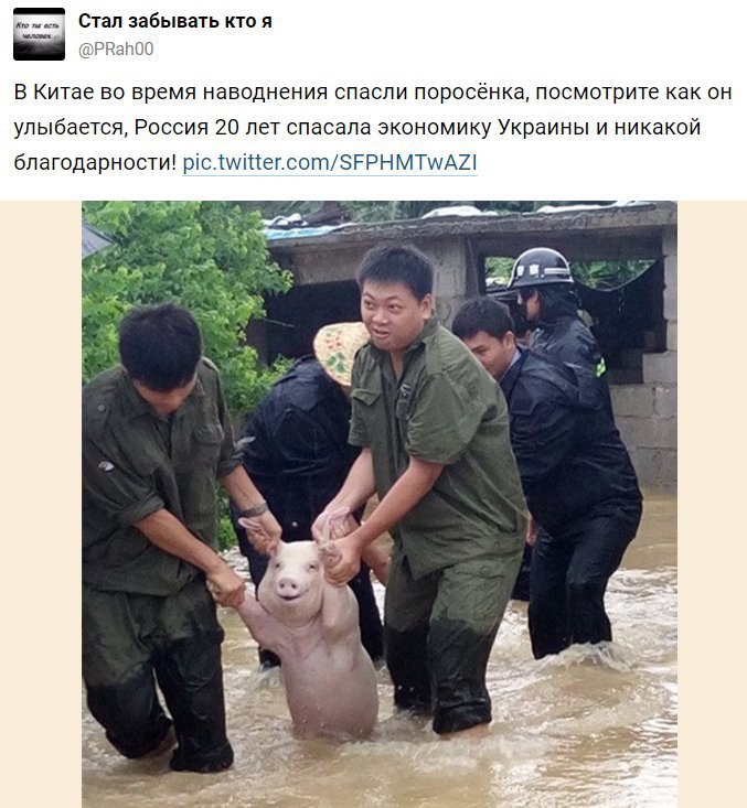ты Стал забывать кто я @PRah00 В Китае во время наводнения спасли поросёнка, посмотрите как он улыбается, Россия 20 лет спасала экономику Украины и никакой благодарности!