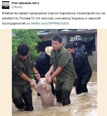 ты Стал забывать кто я @PRah00 В Китае во время наводнения спасли поросёнка, посмотрите как он улыбается, Россия 20 лет спасала экономику Украины и никакой благодарности!