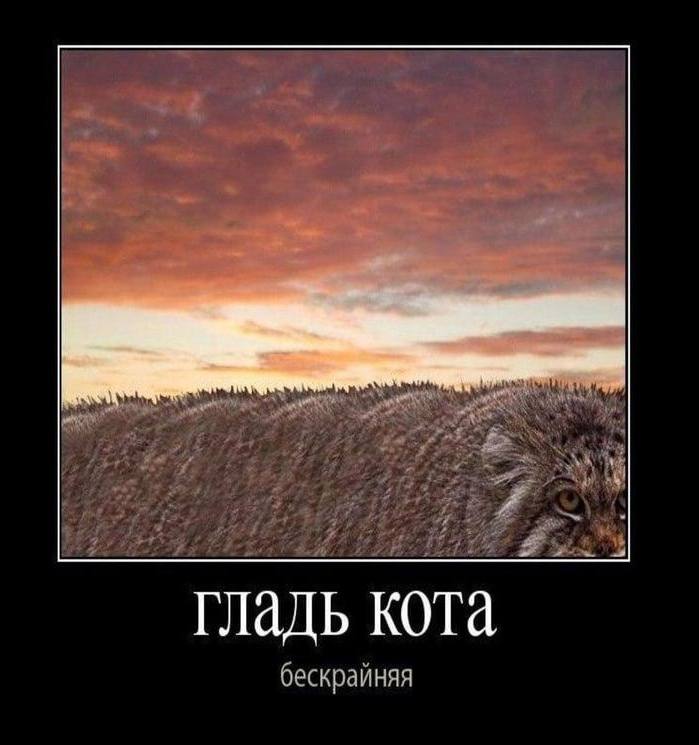 гладь кота оескраиняя