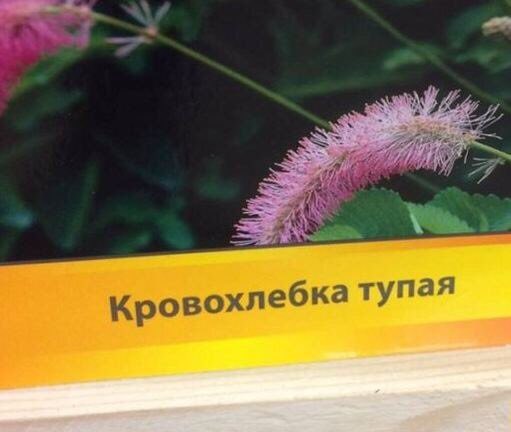 Кровохлебка тупая