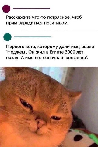 Расскажите что-то потрясное, чтоб прям зарядиться позитивом. Первого кота, которому дали имя, звали Он жил в Египте 3000 лет назад. А имя его означало