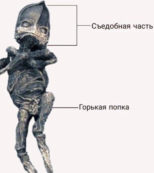 Съедобная часть Горькая попка