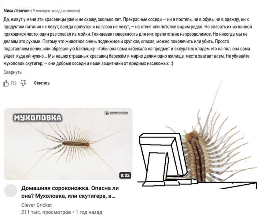 Миха Лёвочкин 9 месяцев назад (изменено) Да, живут у меня эти красавицы уже и не скажу, сколько лет. Прекрасные соседи ни в постель, ни в обувь, ни в одежду, ник продуктам питания не лезут; всегда пря