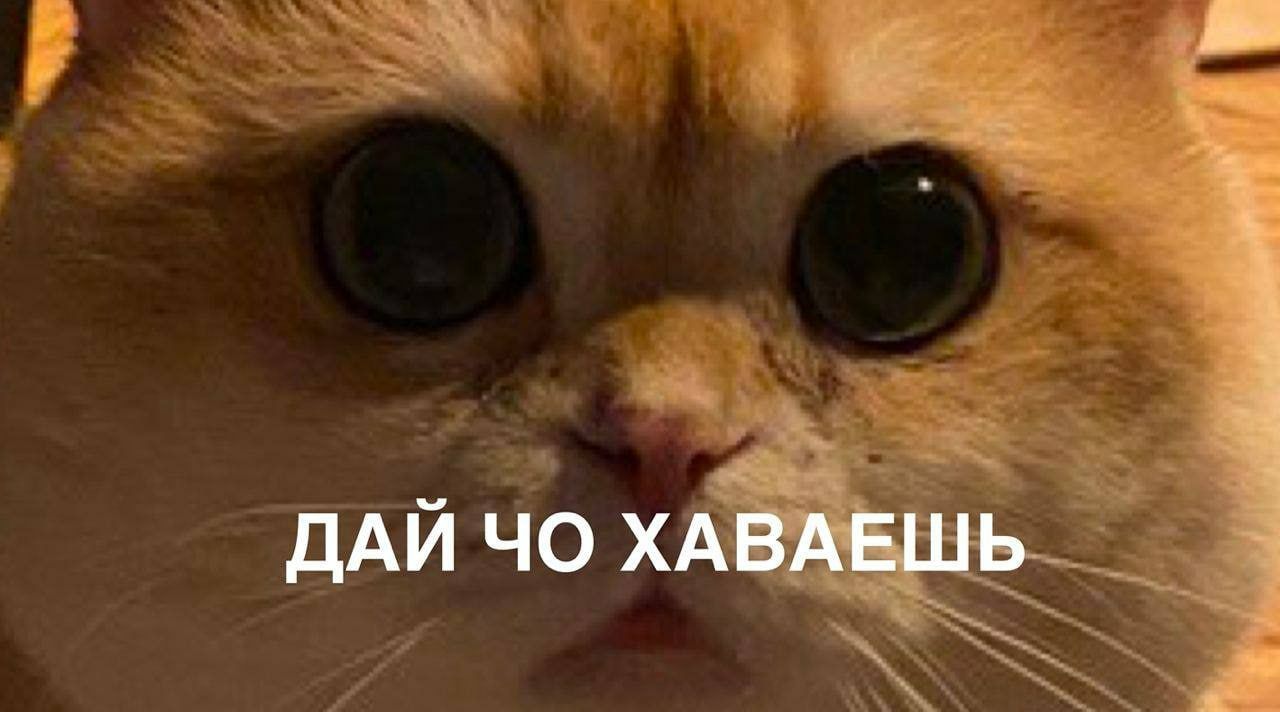 ДАЙ ХАВАЕШЬ