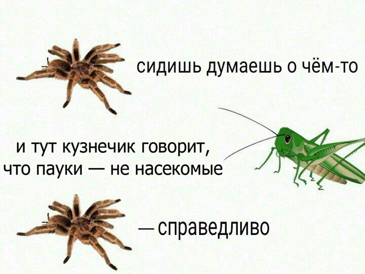 сидишь думаешь о чём-то и тут кузнечик говорит, что пауки не насекомые справедливо