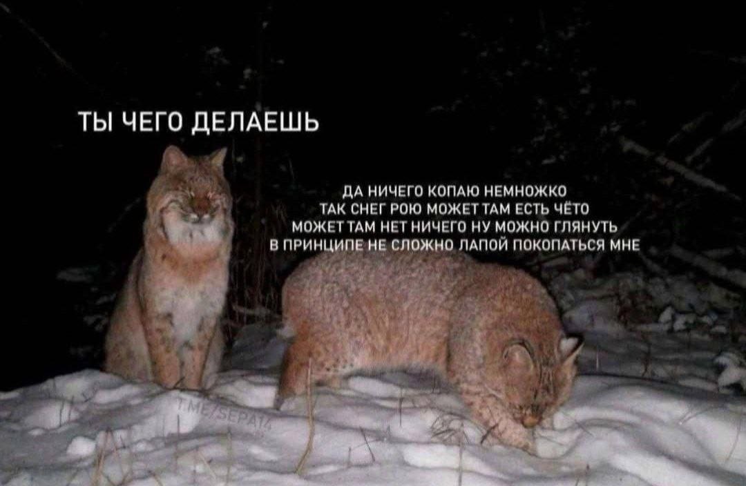 ТЫ ЧЕГО ДЕЛАЕШЬ ДА НИЧЕГО КОПАЮ НЕМНОЖКО TAK СНЕГ РОЮ МОЖЕТТАМ ЕСТЬ ЧЁТО МОЖЕТТАМ НЕТ НИЧЕГО НУ МОЖНО ГЛЯНУТЬ В ПРИНЦИПЕНЕ, сложно ЛАПОЙ ПОКОПАТЬСЯ МНЕ и я (4 is