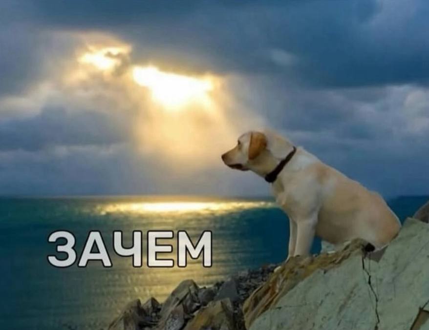 *в хорошем настроении соглашаюсь на встречу с друзьями в выходные*

я, как только наступают выходные: