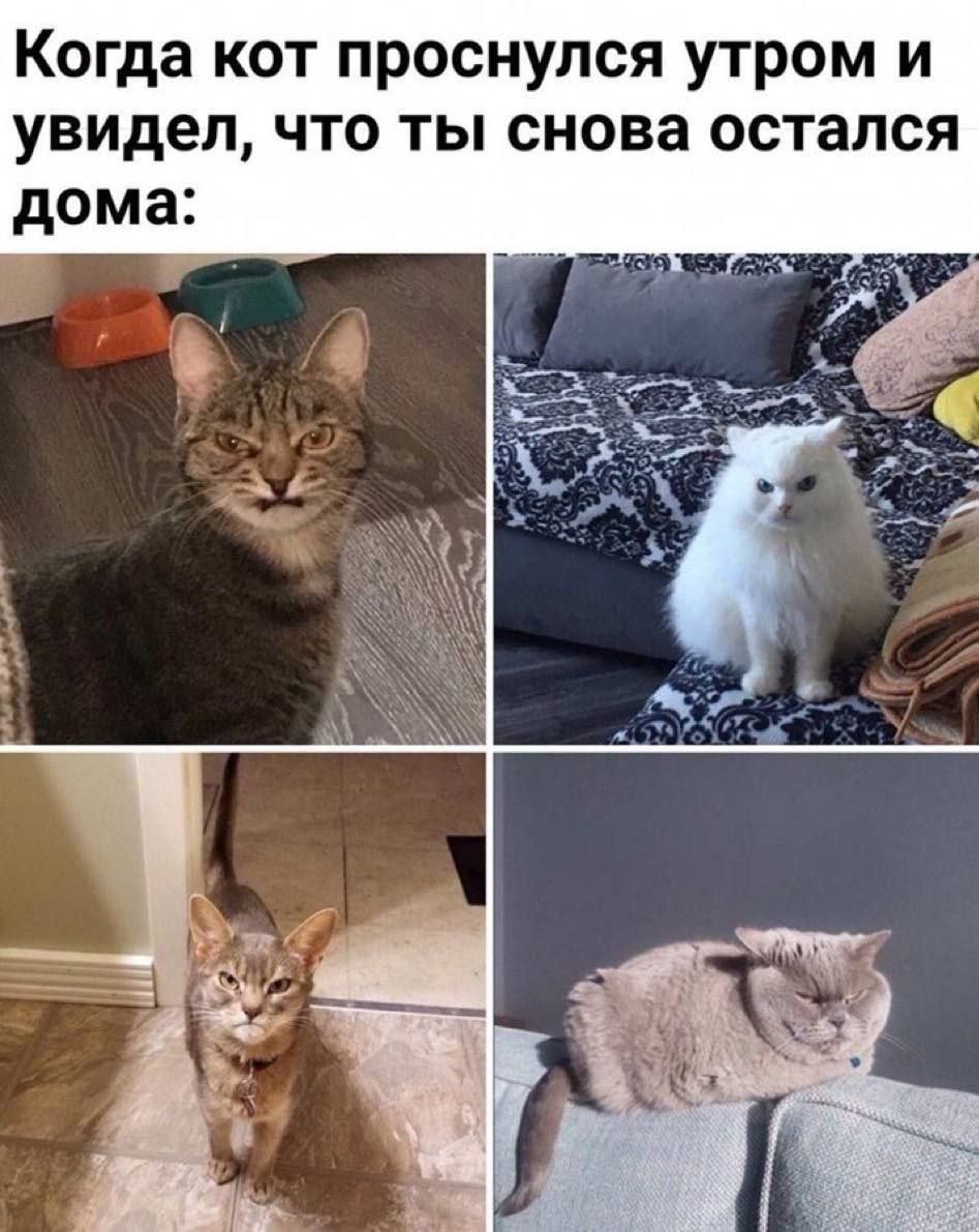 Когда кот проснулся утром и увидел, что ты снова остался дома: