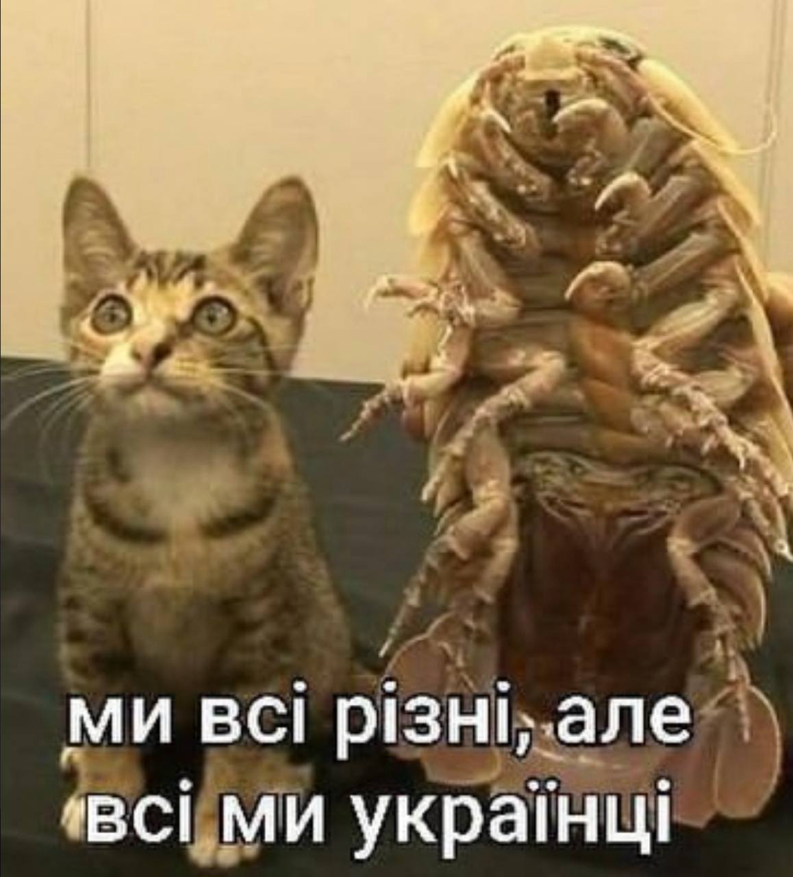 BCi